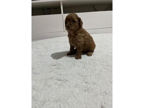Kucuk yakısıklı poodle cocuklar