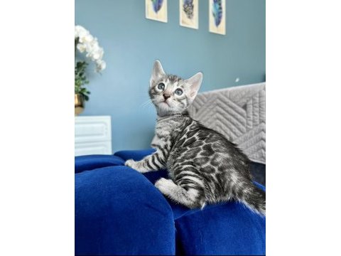 Ruhastlı ciftlikten orjinal silver bengal yavrular