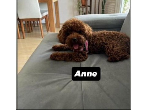 Toy poodle ev ortamında