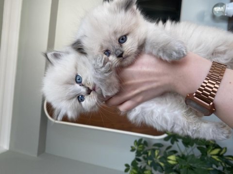 Bir aylık 3 güzel british longhair yavrumuz