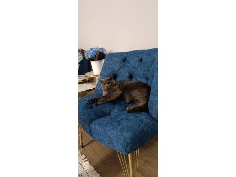 Oyun arkadaşı british shorthair