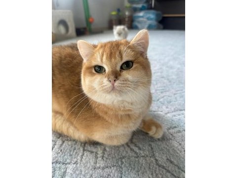 Saf ırk ny12 golden british shorthair kedim