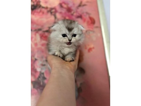 Scottish fold - longhair dişi ve erkek yavrular