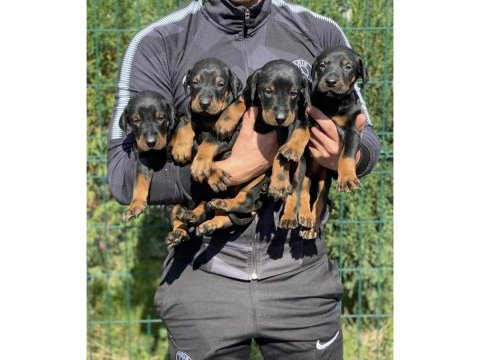 Safkan orjinal doberman yavrular