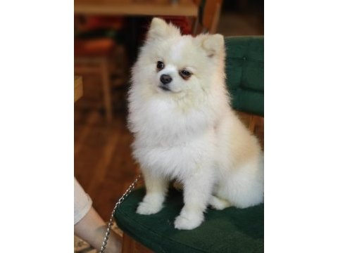 Yalovadan pomeranian köpeğimiz
