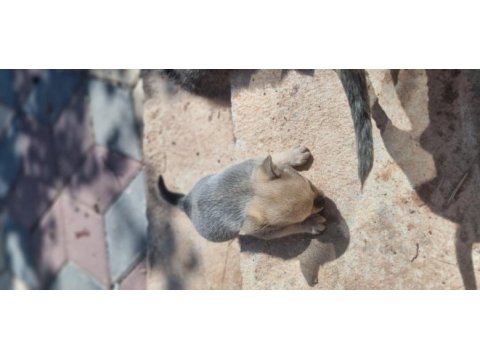 Nadır renkte chihuahua bebekler