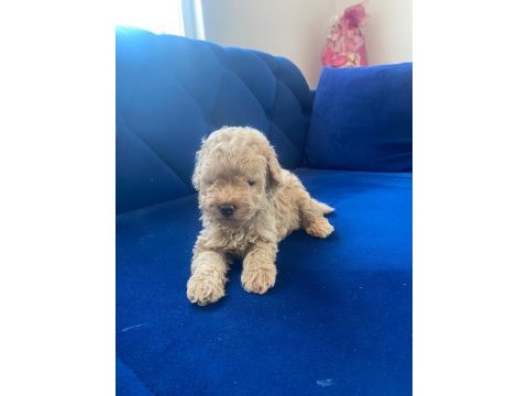 Güzel poodle bebekler yuvalarına gitmeye hazır