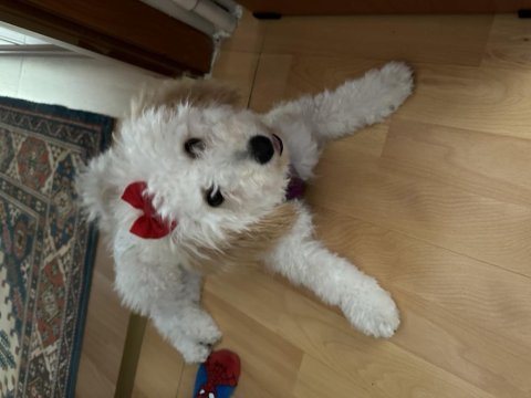 1 yaşında dişi maltipoo