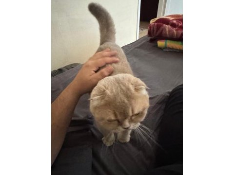 Scottish fold blue point