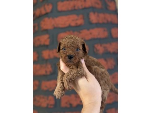 Poodle bebeklerim yeni ailelerimi arıyor