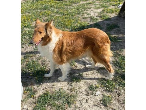 Meşhur iskoç köpeği leslie