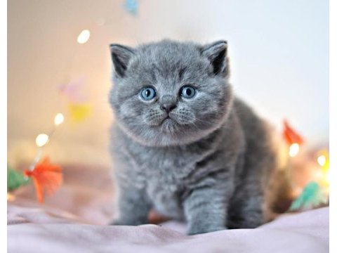 Gümüş mucize gri british shorthair 