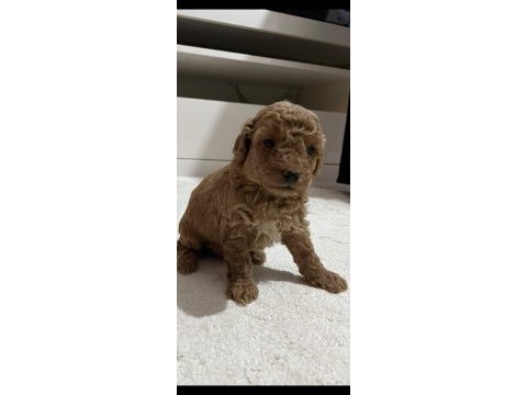 Sevımlı poodle mınıkler