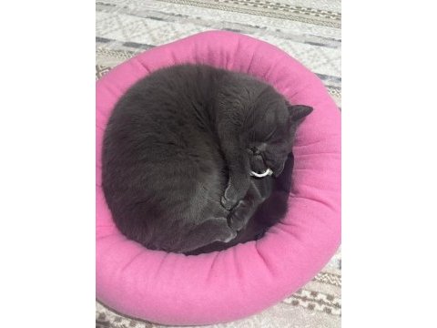 Çok akıllı elit sevecen asil bir kedidir