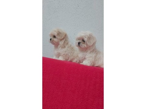 Petmode köpek çiftliğinde kore kan maltese