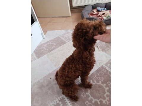 Korekan poodle koyu renk erkek