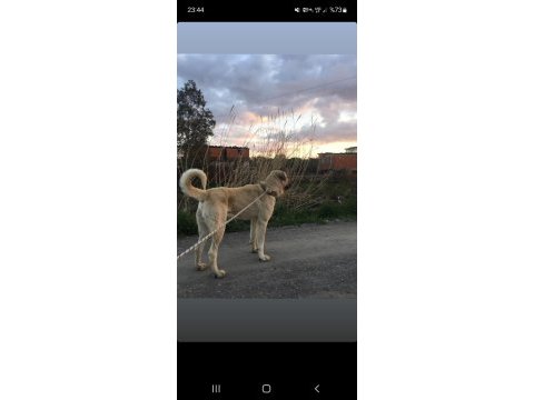 Anadolu çoban köpeği kangal