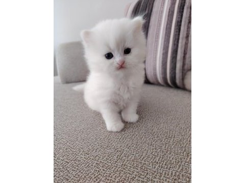 Kar beyazı british longhair yavrular