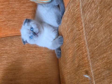 A kalite blue point maviş kediler