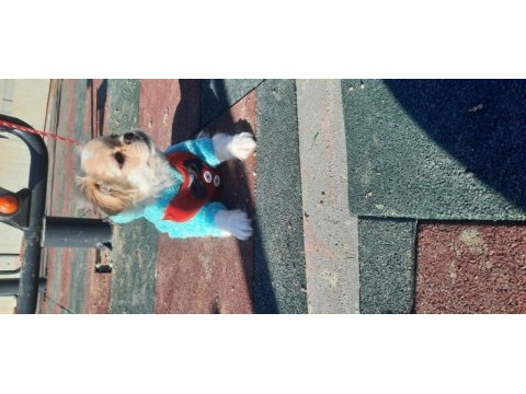 Erkek pekinez köpeğimiz