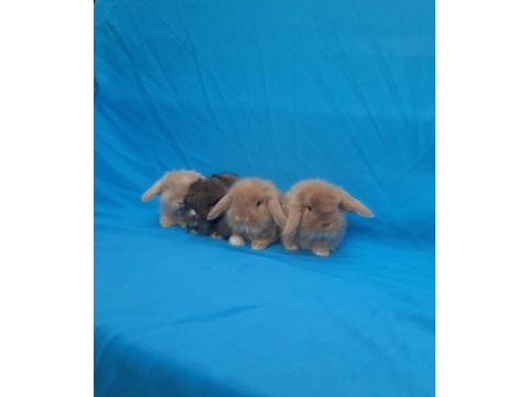 Hollanda teddy lop tavşanı yavruları