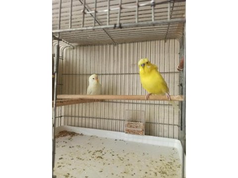 Çift-tekli muhabbet kuşlar