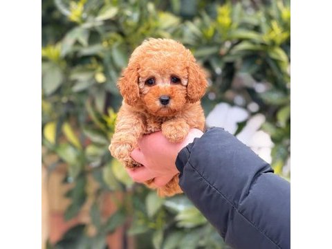2 aylık altın dişi toy poodle yavrumuz