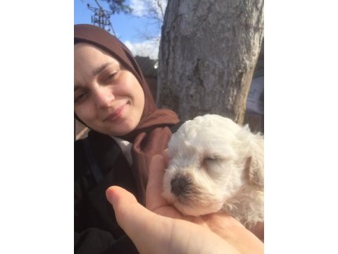 Toy poodle yavrular