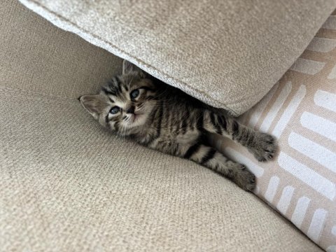 3 aylık tekir kedi sahiplendirilecek