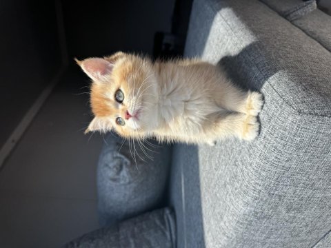 British golden shorthair