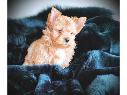 Çok özel exotic yorkshire terrier yavrularımız