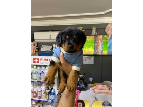 50 günlük rottweiler