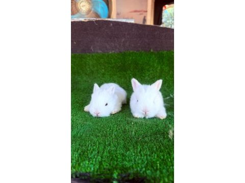 Safkan hollanda lop ve cüce tavşan yavrular