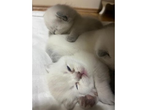 Yeni yuvasını arıyor kedilerimiz