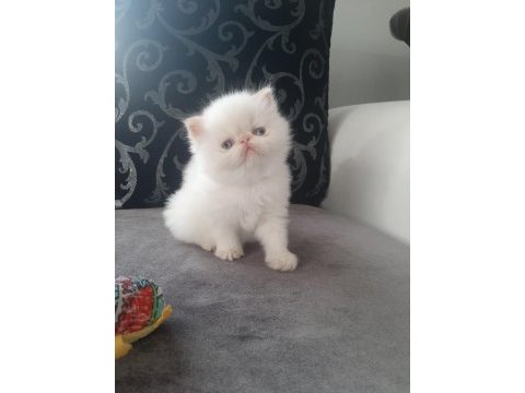 1 aylık safkan iran kedisi