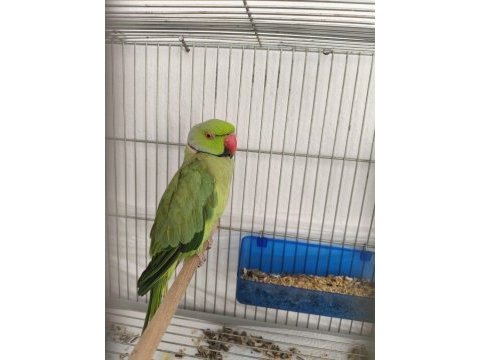 Ele omuza alışkın erkek pakistan papağanı