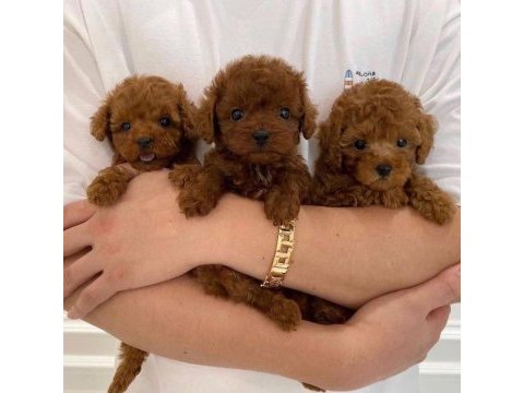 Denizlinin en gözde poodle bebekleri 