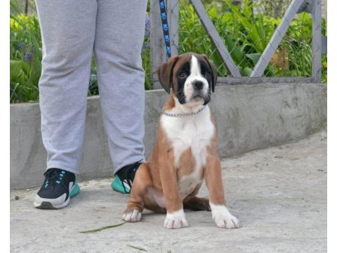 Fci şecereli boxer