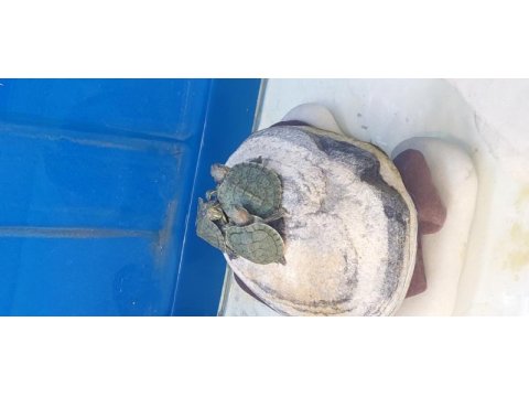 Kırmızı yanak singapur kaplumbağası