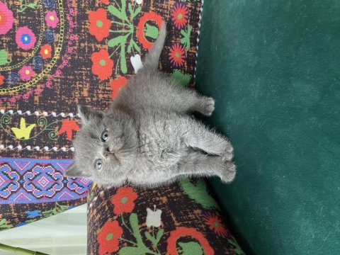Ayı kafa gri yavru british shorthair