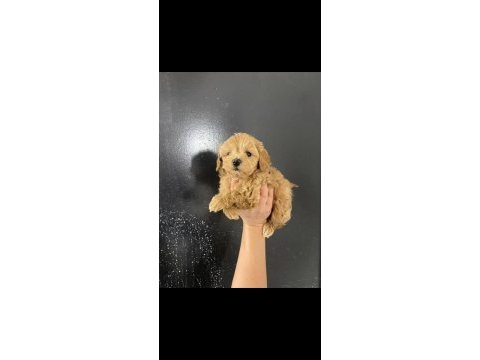 Maltipoo bebekler teslime hazır