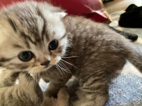 2 yavru 1 erkek 1 dişi scottish fold