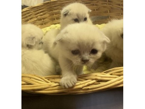 Mükemmel basık surat silver smoke scottish fold yavrular