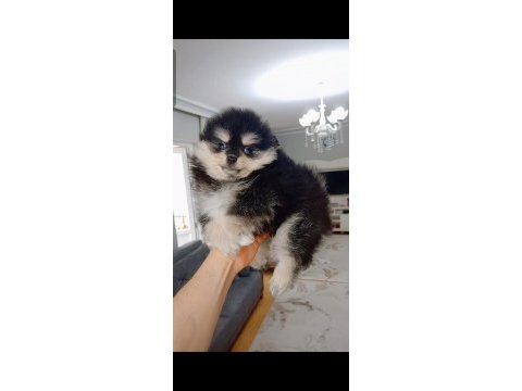 Pomeranian boo 2 aylık köpeğimiz
