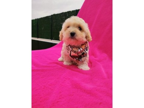 Yavru maltipoo köpeği