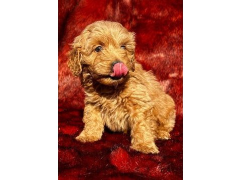 Çikolata tadında maltipoo browniler