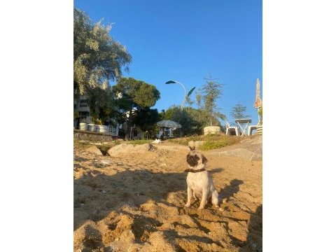 Pug cinsi köpeğim sahiplendirilecektir