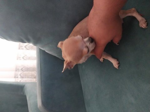 Micro boy chihuahua