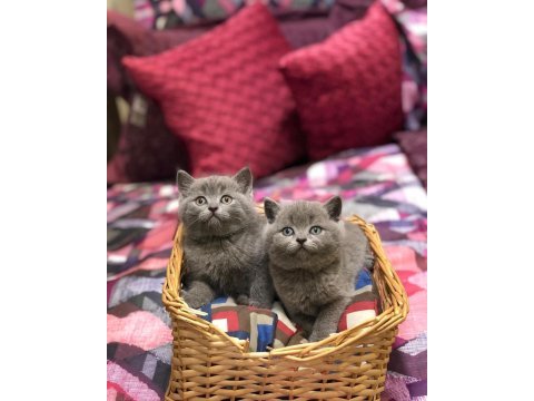 Güzeller güzeli brıtısh shorthair yavrularım 