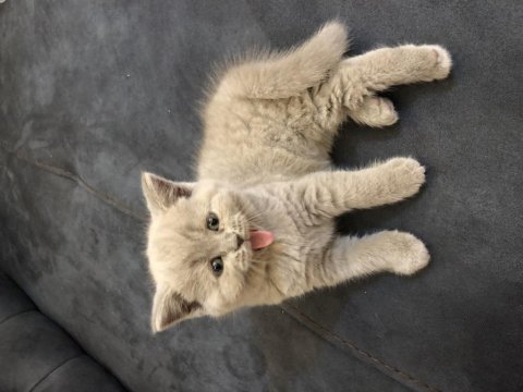 British shorthair lilac